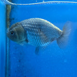 Thai Ranchu Silver 2.50" Body Female (FEB-869)R2B02