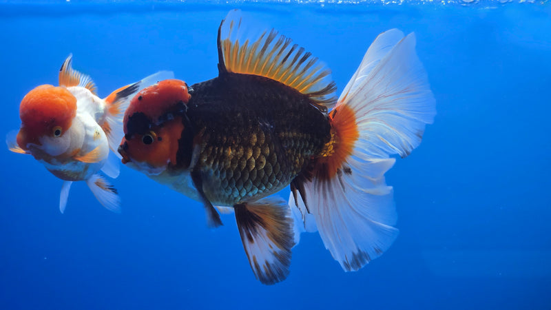Thai Jumbo Apache Orchid Tail Oranda 4.50 inch Body Male 8 Months Age Giant Breed (NNN-3021)R1A09
