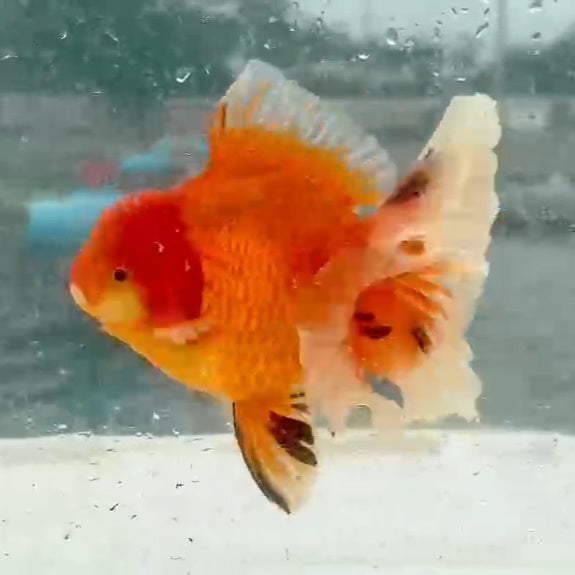 Thai Red/White Oranda Orchid Tail 4.00 inch Body (QGF-JO1170)