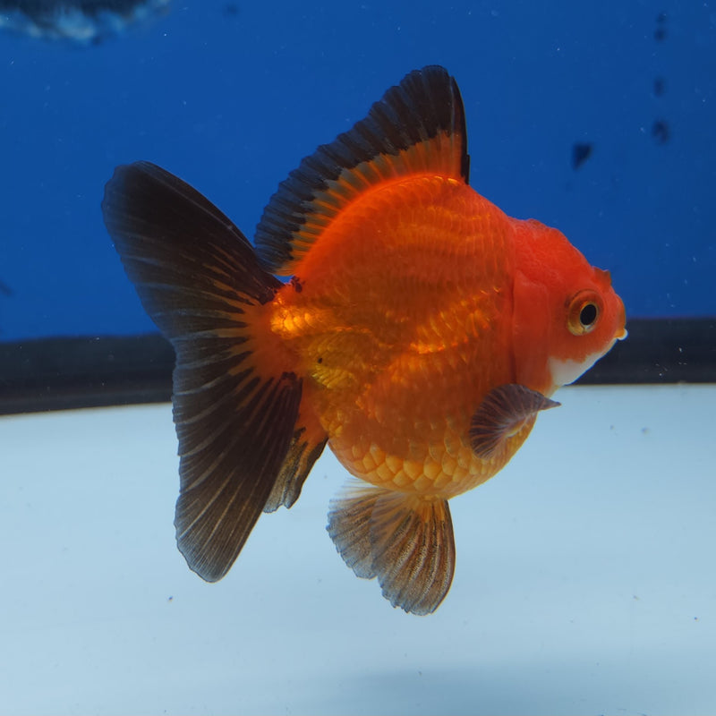Thai Oranda Apache 2.5” Male (FEB-245)R3B04
