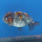 Thai Ranchu Calico 2.5in Female (FEB-341)R3A14