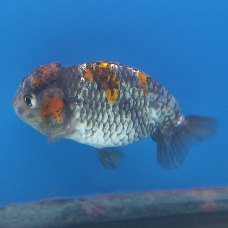 Thai Ranchu Calico 2.5in Female (FEB-341)R3A14