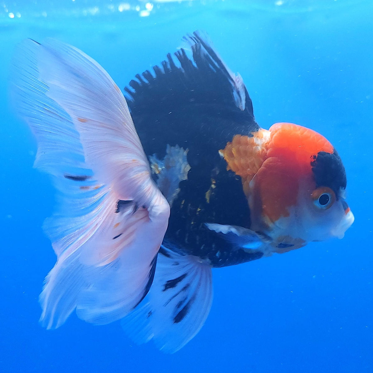 Thai Oranda Tri Color 3.00 inch Body Male(FEB-831)R2B12