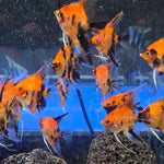 Live Freshwater Aquarium Red Devil Angelfish 1.50-2.00" Body