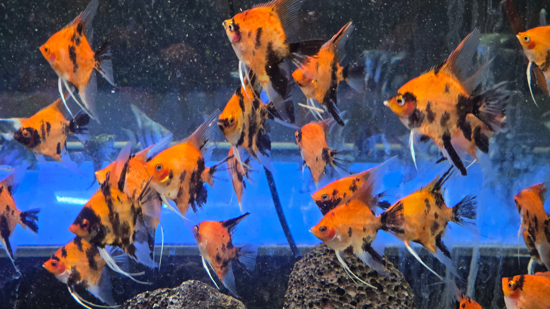 Live Freshwater Aquarium Red Devil Angelfish 1.50-2.00" Body