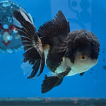 Thai Oranda Panda 4" Body female 9mths(FEB-569)R3A01