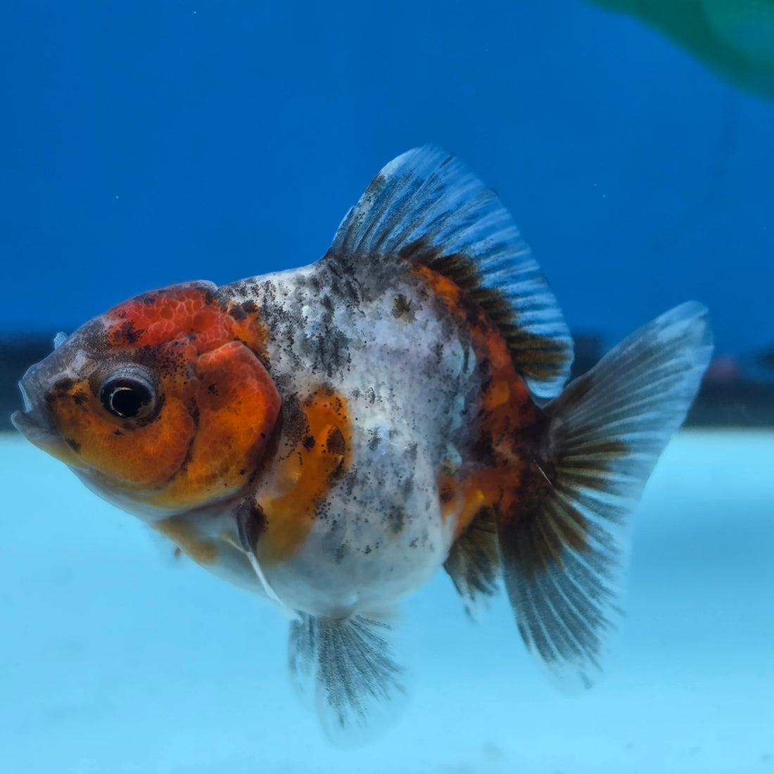 Thai Oranda Calico Shogun Farm 2.5" Body Female 6mths(FEB-581)R3B02
