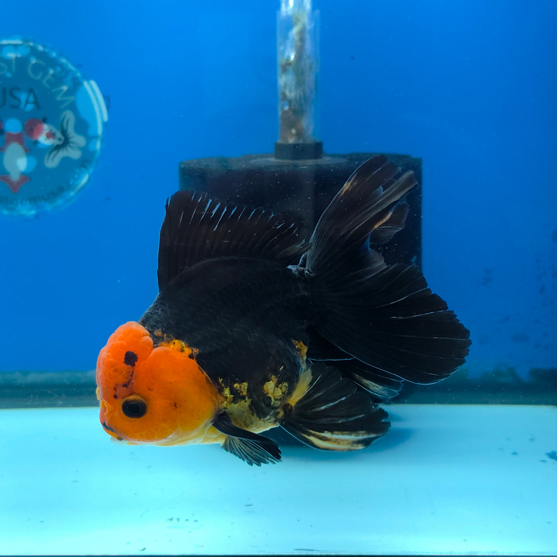Thai Oranda Apache 4" Body male 9mths(FEB-568)R3A01
