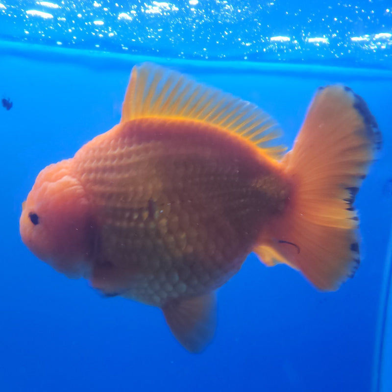 Thai Jumbo Oranda Red & White 4in Female (FEB-233)BLUETUB1