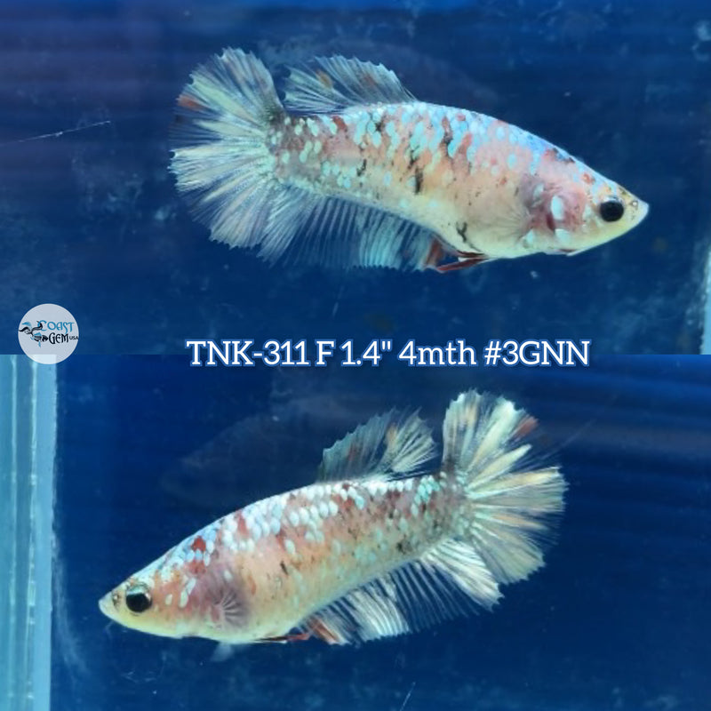 Live Female Betta Galaxy Koi Stardust Plakad (TNK-311) High quality what you see what you get!!