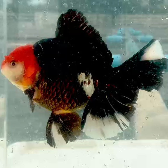 Thai Jumbo Tri Color Oranda Orchid Tail 4.50 inch Body (QGF-JO1181)