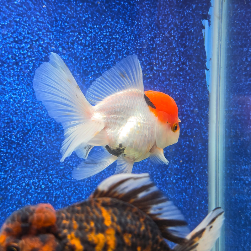 Thai Oranda Red Cap White Body 3.5 in Female (FEB-458)BLUETUBA