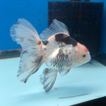 Thai Oranda Tri-Color 3in Female (FEB-687)R3A06