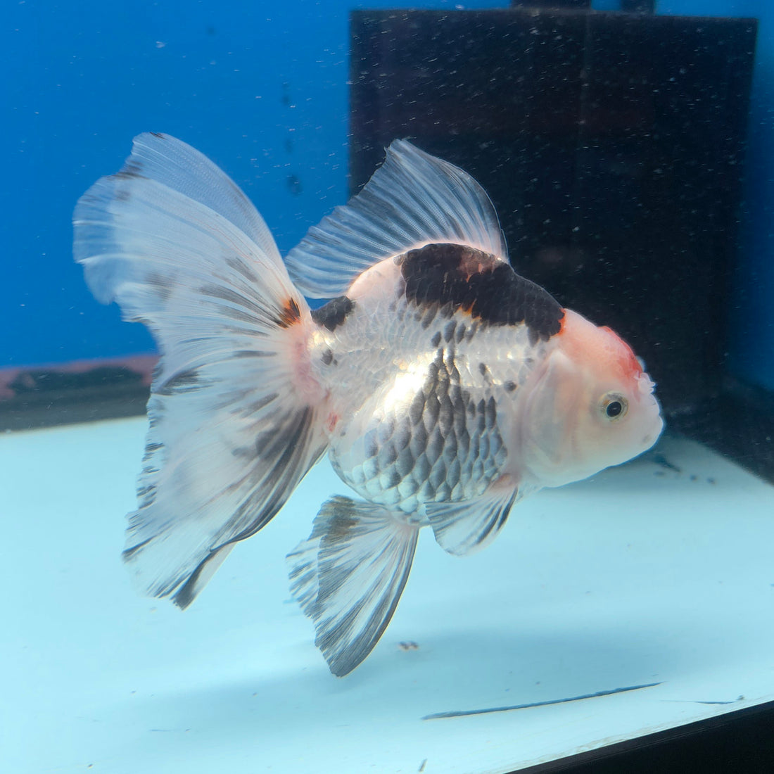 Thai Oranda Tri-Color 3in Female (FEB-687)R3A06