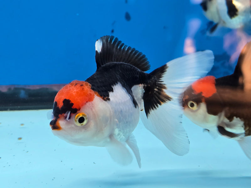 Thai Tri Color Oranda 2.50 inch Body Female (NNN-2075)R4B06
