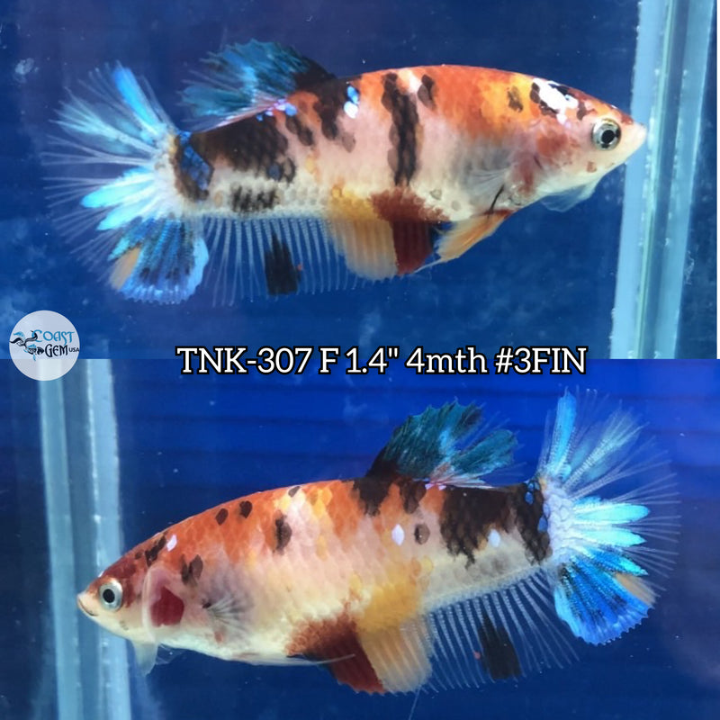 Live Female Betta Classic Black Red Koi Plakad (TNK-307)  S121 High quality what you see what you get!!
