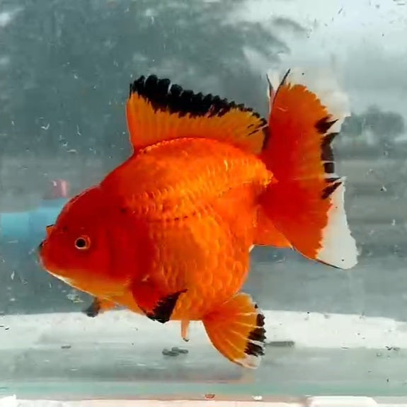 Thai Red Butterfly Oranda Orchid Tail 4.00 inch Body (QGF-JO1176)