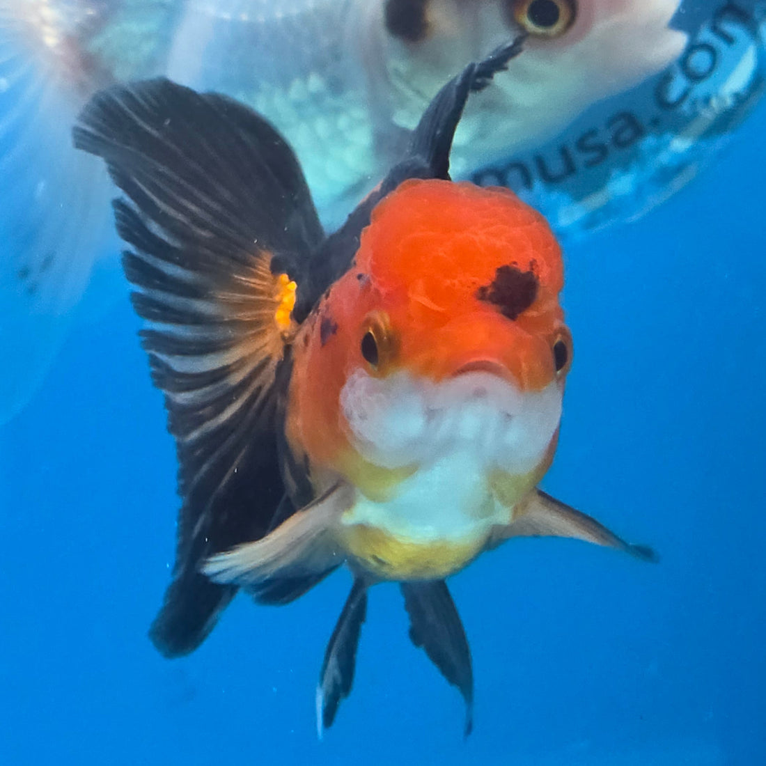 Thai Oranda Apache body breed 2.5" Body Female 6mths(FEB-565)R3B22