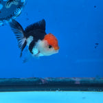 Thai Oranda Tri Color 2.5 in Female (FEB-516)R3A08