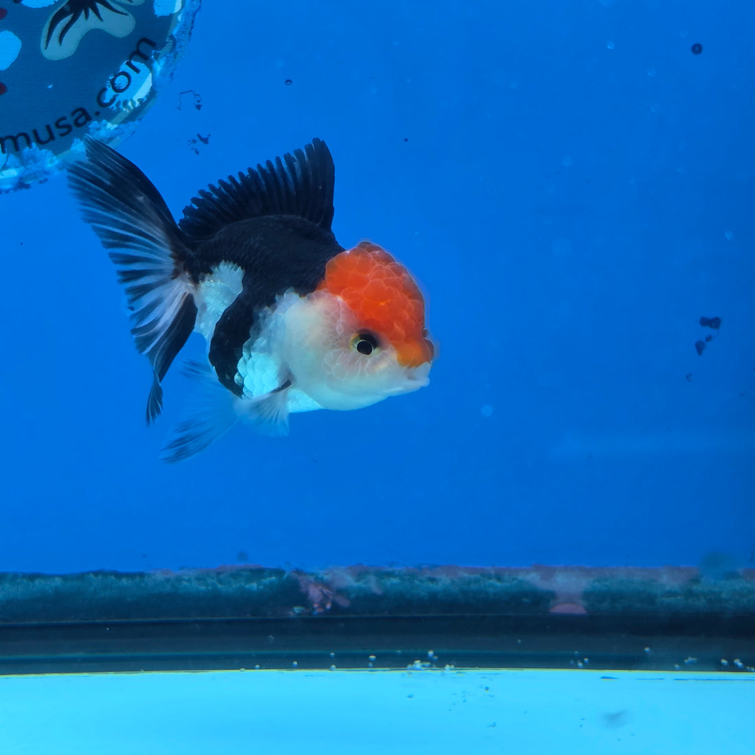 Thai Oranda Tri Color 2.5 in Female (FEB-516)R3A08