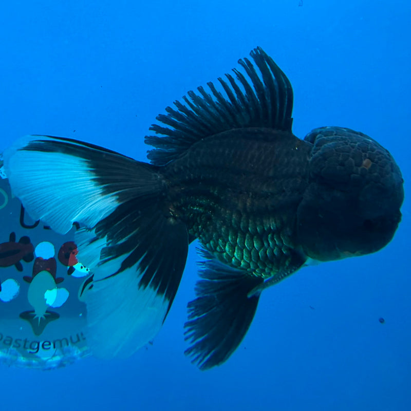 Thai Oranda Super Black 3.5" Female(FEB-425)R2A01