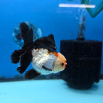 Thai Oranda Tri Color 3 in Body Female (FEB-527)R3A07