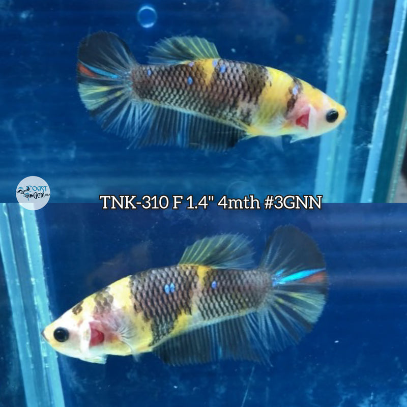 Live Female Betta Yellow Koi Plakad (TNK-310)  High quality what you see what you get!!