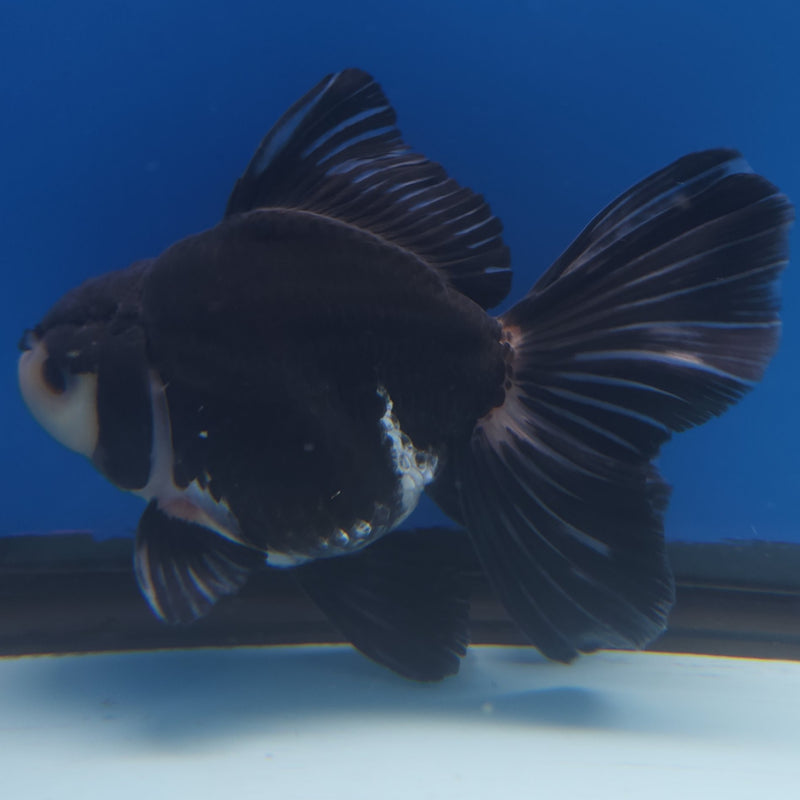Thai Jumbo Oranda Panda 5in Female (FEB-219)BLUETUB2