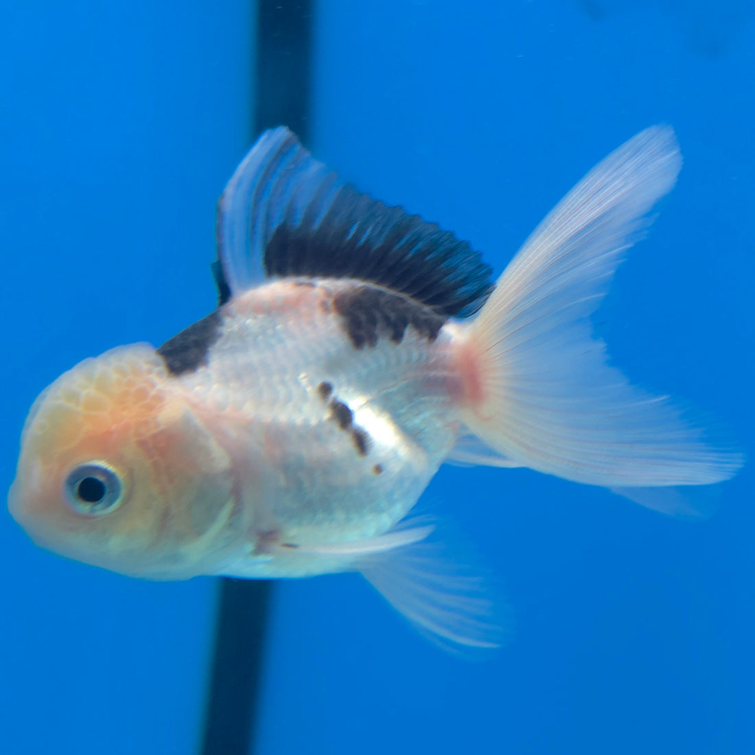 Thai Oranda Lemonhead Panda 2.5” Male(FEB-639)R3B15