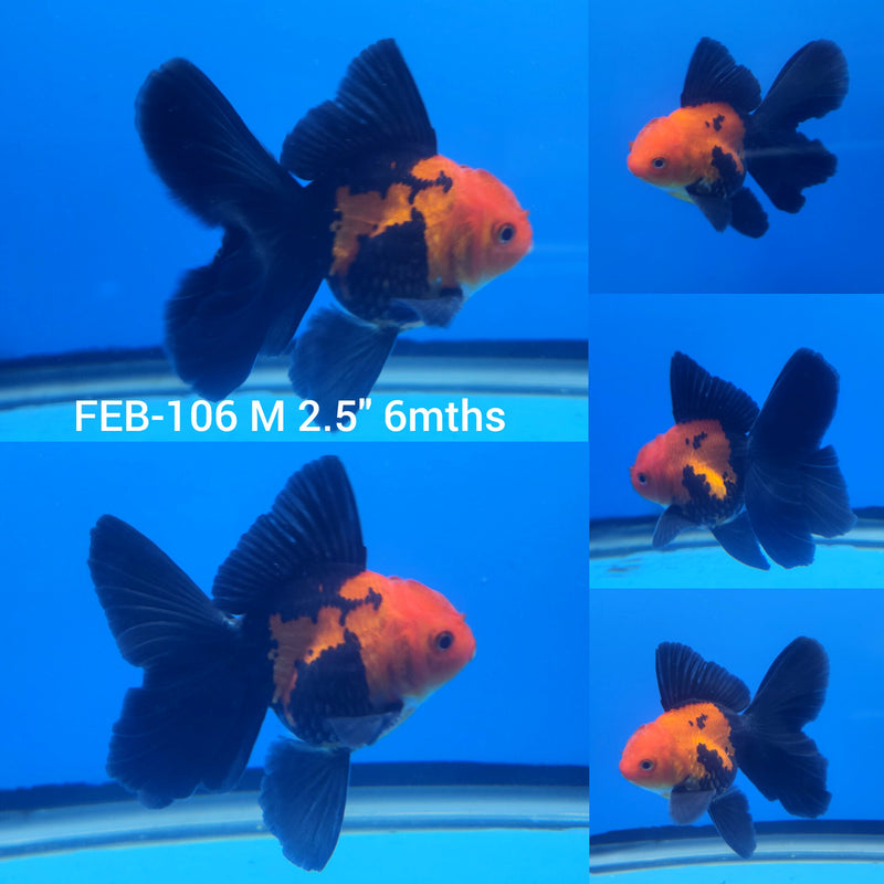 Thai Apache Oranda 2.5” Body Male (FEB-106)R3B15