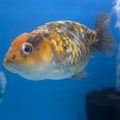 Thai Ranchu Gold Calico 2.5in Female (FEB-706)R3B18
