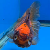 Thai Oranda Apache 3.5" Body Female (FEB-895)R2A09