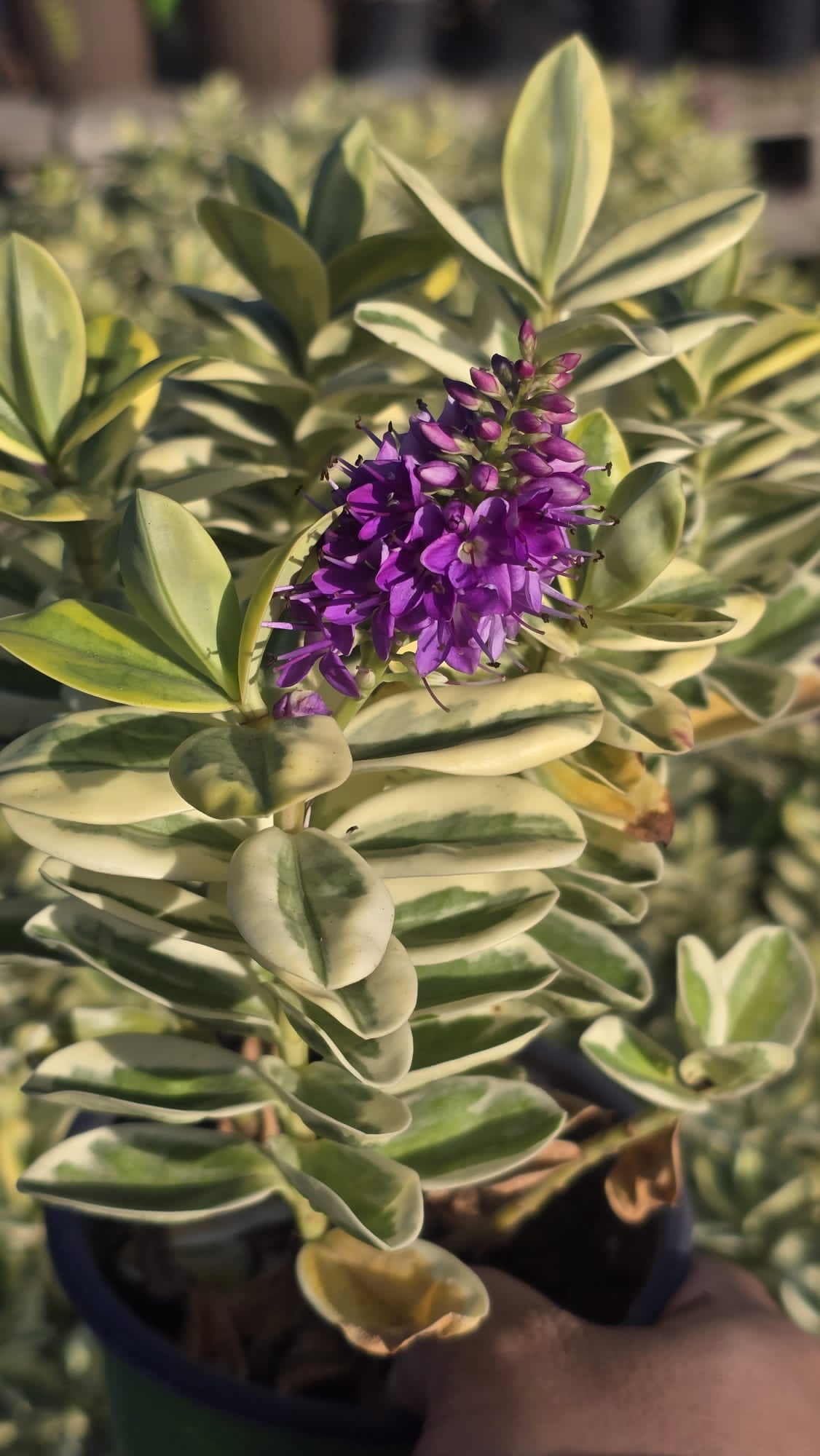 Hebe Andersonii Variegated in 5 inch pot