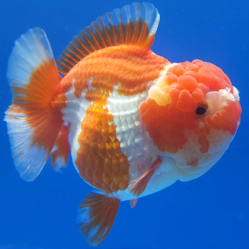 Thai Jumbo Oranda Red & White 4in Female (FEB-236)BLUETUB1