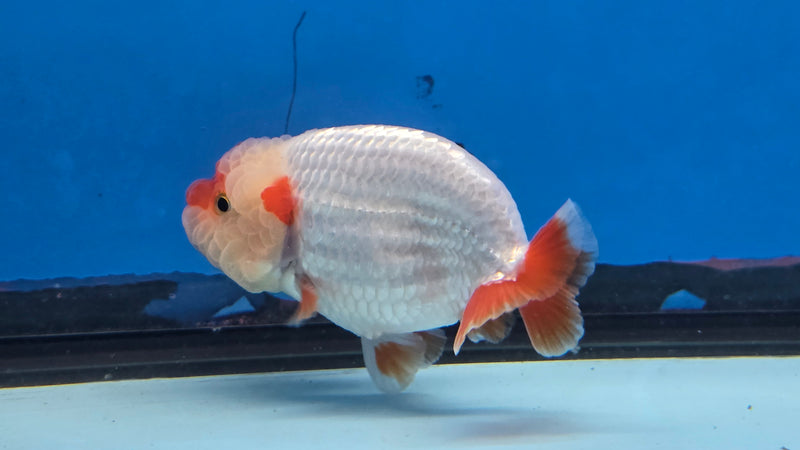 Thai Red/White Lionchu Ranchu 2.75 inch Body Male (NNN-2082)R4C07