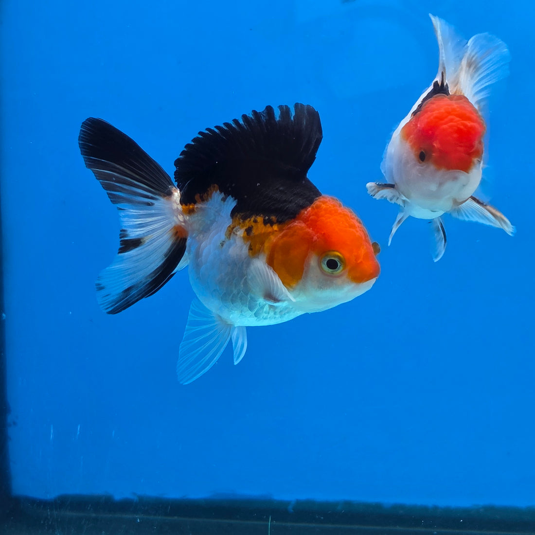 Thai Oranda Tri Color Short body breed 2.5" Body Female 6mths(FEB-563)R3B22