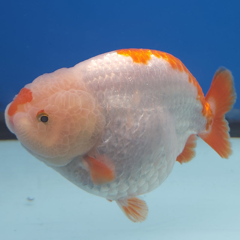 Chinese Ranchu Red & White 3.5” Body Male(FEB-348)R2B13
