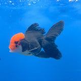 Thai Oranda Apache 3.00" Body Male (FEB-758)R2B07