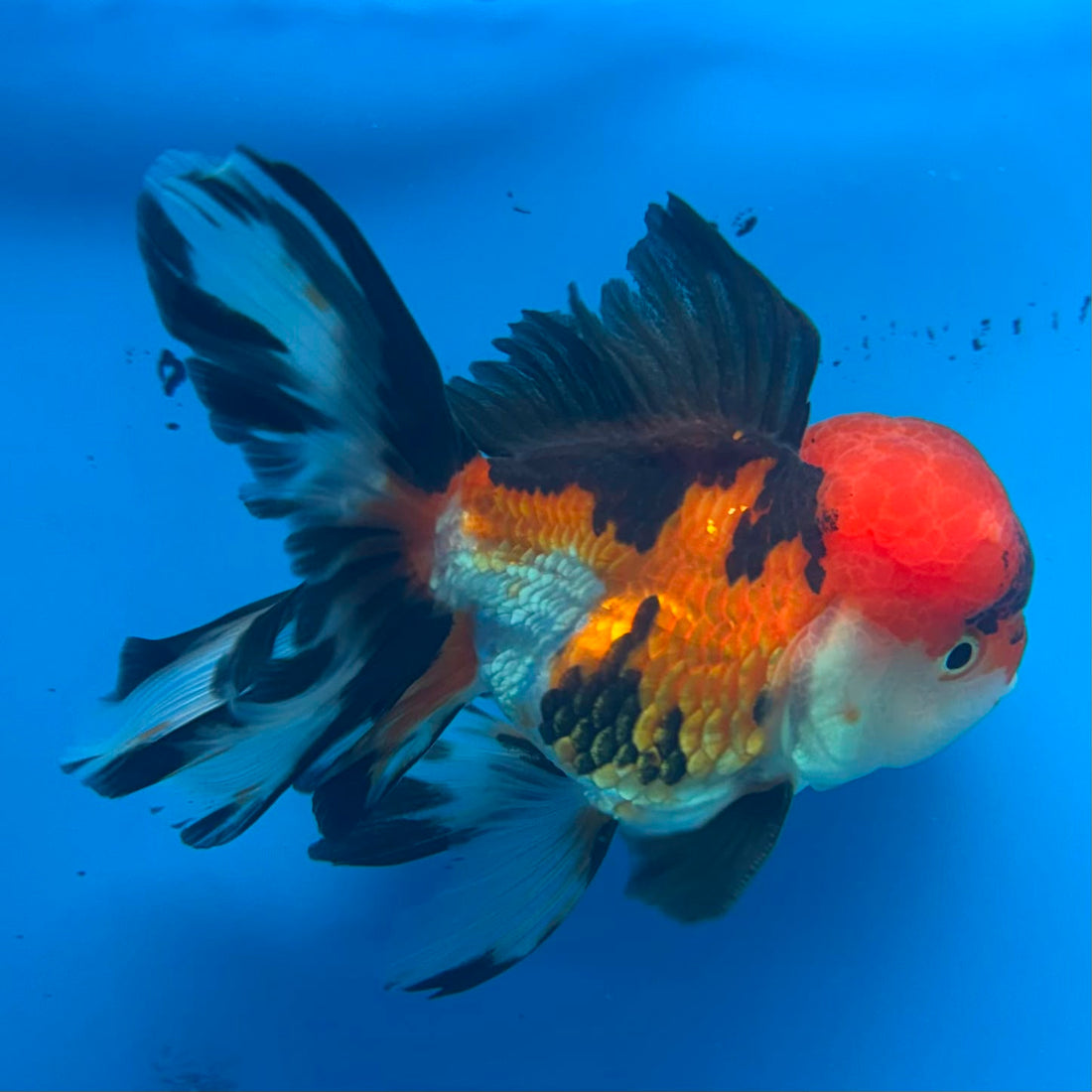 Thai Oranda Tri-Color 3.0” Male(FEB-629)R1A09