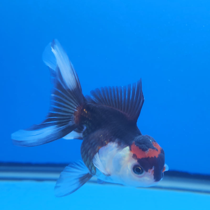Thai Oranda Apache Panda Tri-Color 2.5 F (FEB-194)R3A06