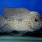 GREEN TEXAS GT75 FRY 1.00-2.00 inch