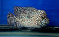 GREEN TEXAS GT75 FRY 1.00-2.00 inch