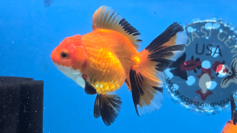 Thai Apache Oranda Orchid Tail 2.50 inch Body Female Medium Breed (NNN-3027)R3B22