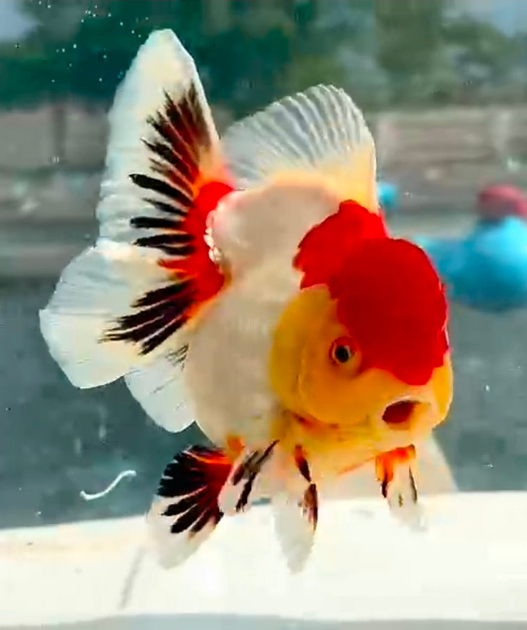 Thai Jumbo Red Cap Tri-Color Oranda Yuanbao 4.50 inch Body (QGF-JO1201)Showtank