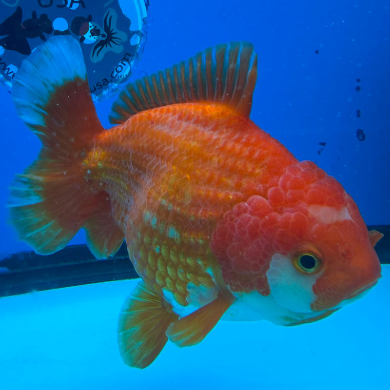 Thai Oranda JUMBO Red & White Orchid Tail  5in Female (FEB-435)R2A08