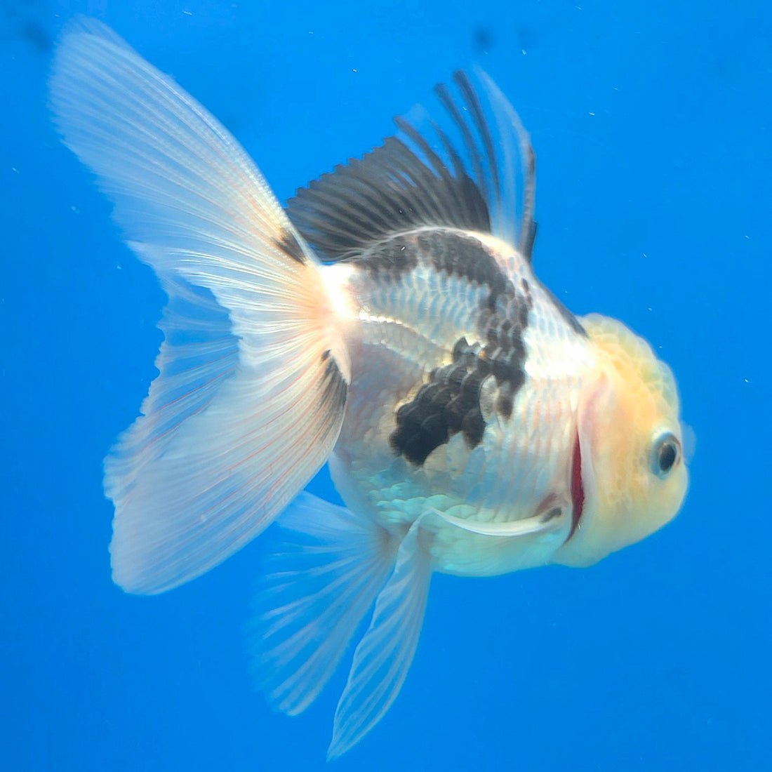 Thai Oranda Lemonhead Panda 2.5” Male(FEB-639)R3B15