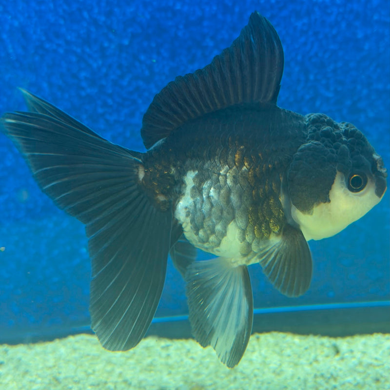 Thai Oranda Panda 2.5in Female (FEB-473)R3A13
