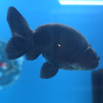 Thai Ranchu Super Black 2.5” Female(FEB-669)R3B03