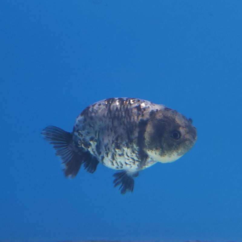 Thai Ranchu Granite 2in Female (FEB-338)R3A14