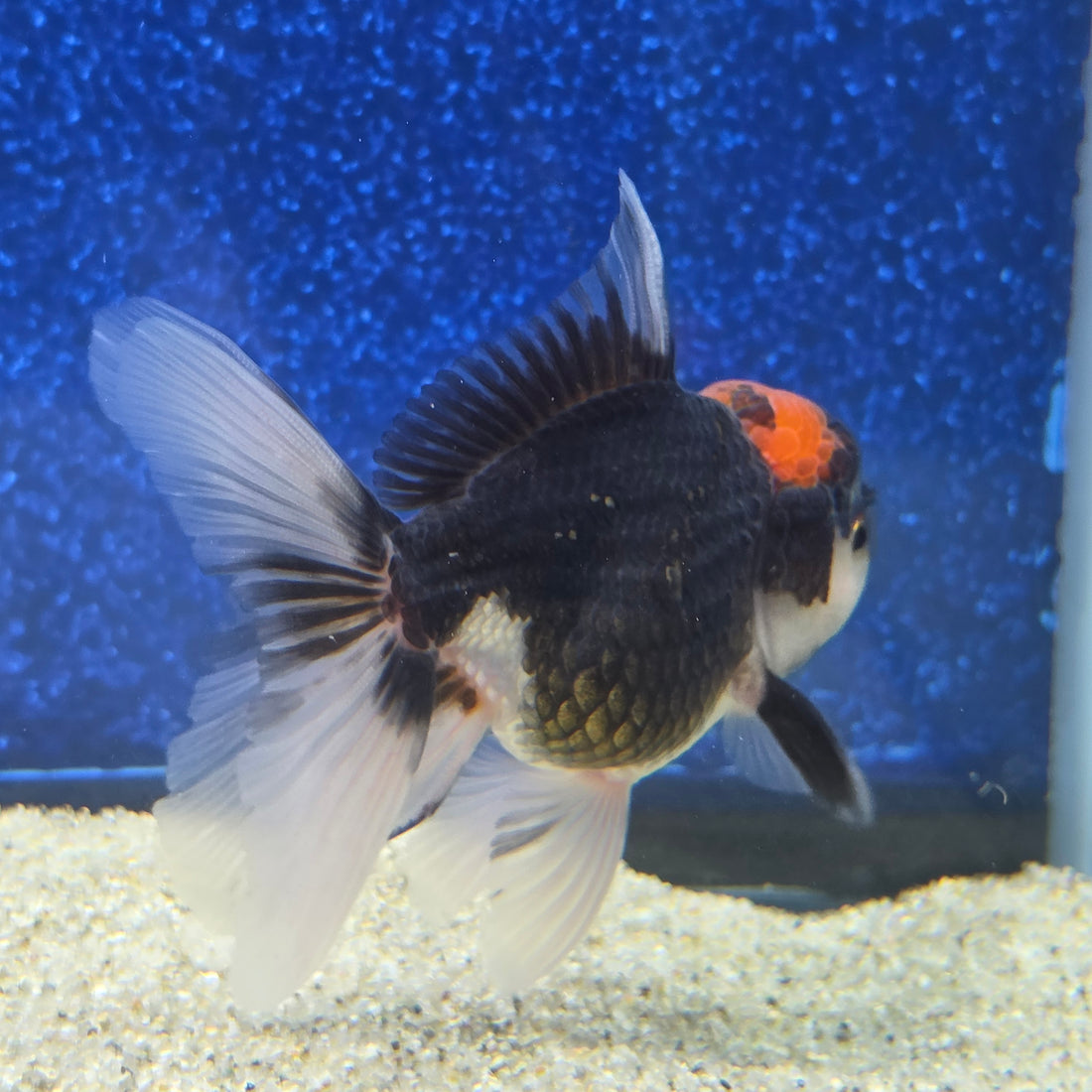 Thai Oranda Red Cap Panda 2.5"male(FEB-656)R3B21